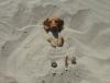 dog, sand, burried