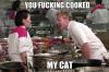 chef gordon ramsey, meme, cat, asians