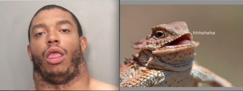 totallylookslike, lizard, hehe