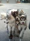 dogs, puppies, shopping cart, basket, cute