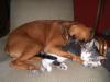 dog, cat, sleeping, spooning, cuddle