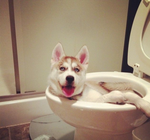 dog, toilet bowl, ewww