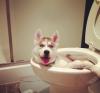 dog, toilet bowl, ewww