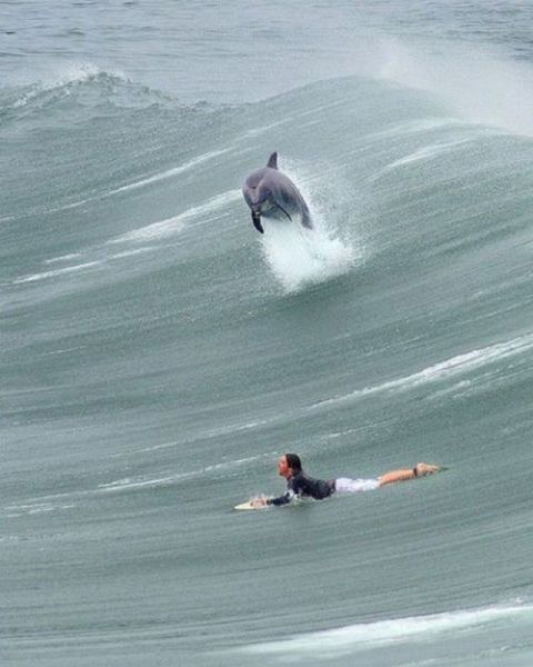 dolphin, surfing, timing, photograph, surfer