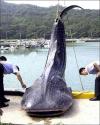 giant fish, caught, wtf, huge