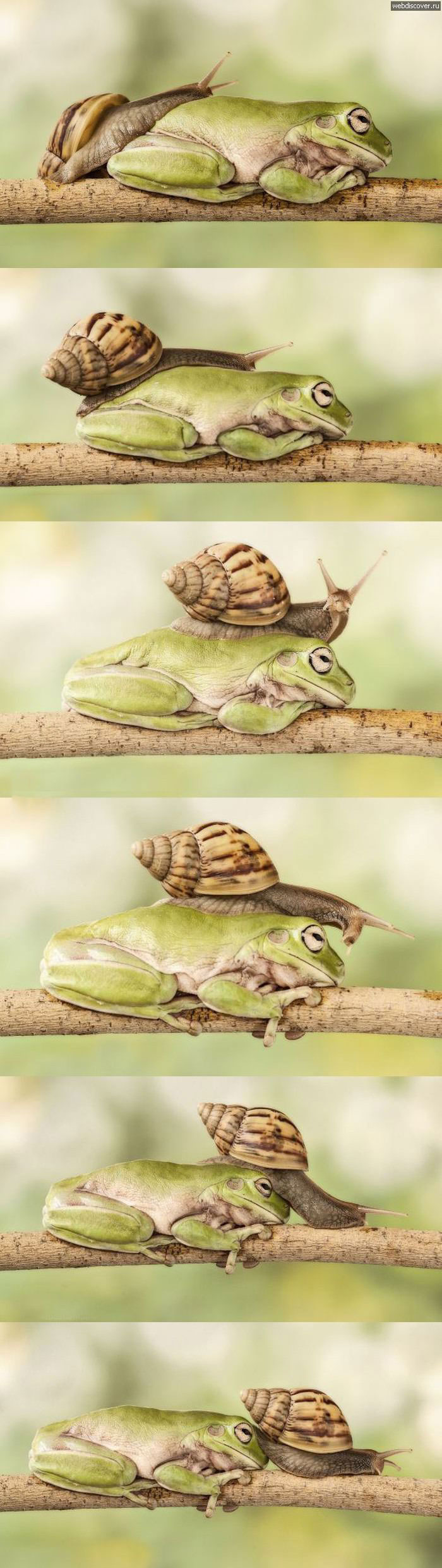 snail, frog, branch, lol, series