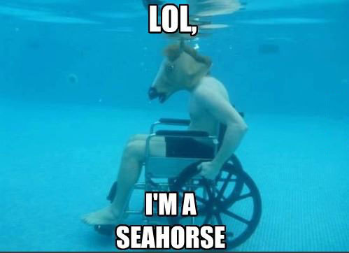 wheelchair, horse mask, sea, meme, pool, lol