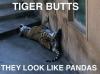 tiger butts, meme, pandas