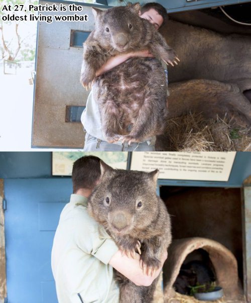 wombat, oldest living, animal, nature, huge