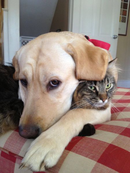 dog, cat, cuddle