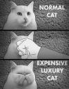 normal cat, expensive luxury cat, punch in the face, bent, dented