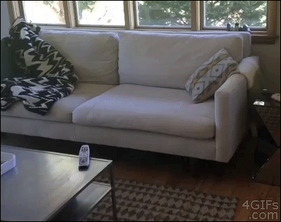 gif, couch, remote