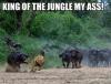 king of the jungle my ass, lion getting chased by boar, meme
