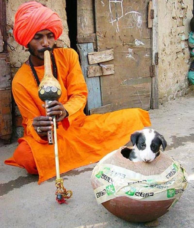 snake charmer, puppy, wtf