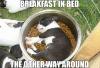 breakfast in bed, the other way around, puppy sleeping in food bowl, meme