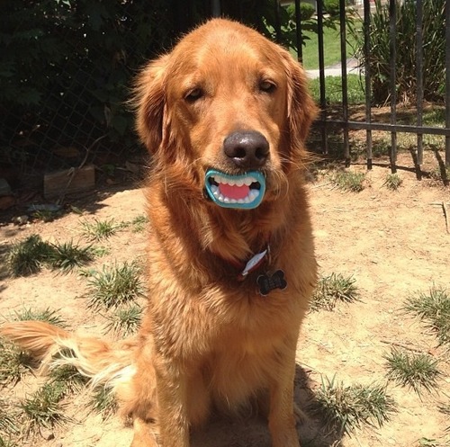 dog, pacifier, lol, mouth