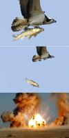 eagle, fish, drop, bomb, explosion, wtf