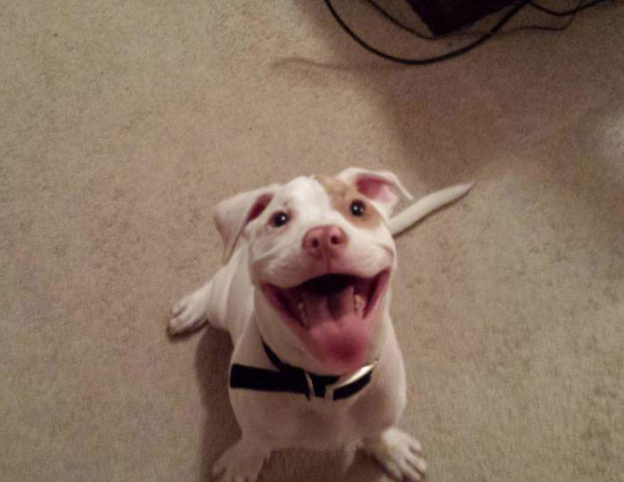 dog, happy, smile, pit bull
