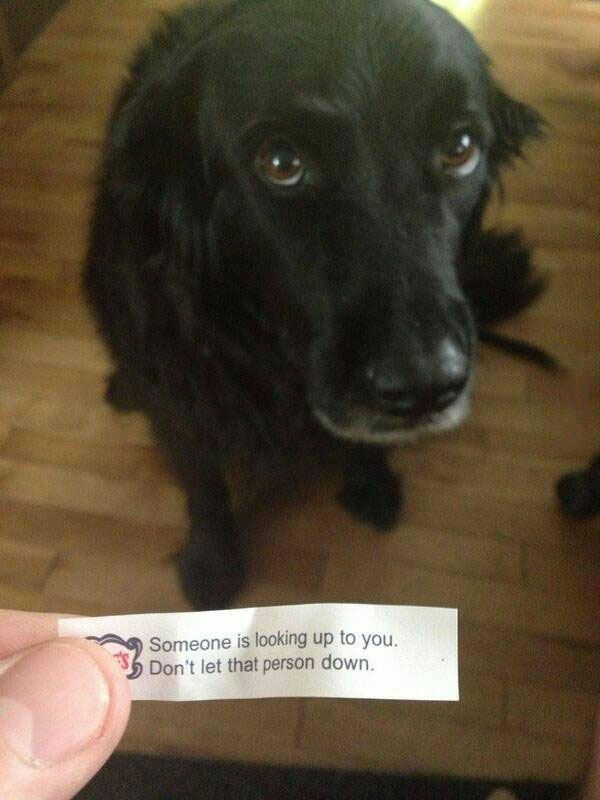 fortune cookie, dog, don't let them down