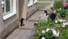 google street view, russia, wtf, cat, leash