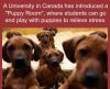a university in canada has introduced a puppy room, where students can go and play with puppies to relieve stress