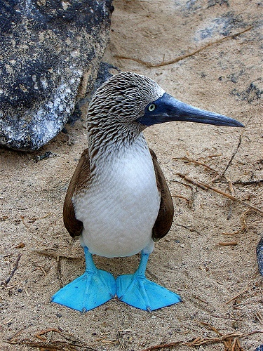 bird, blue footed boobie