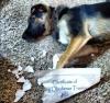 dog, certificate of obedience training, ripped, lol, guilty