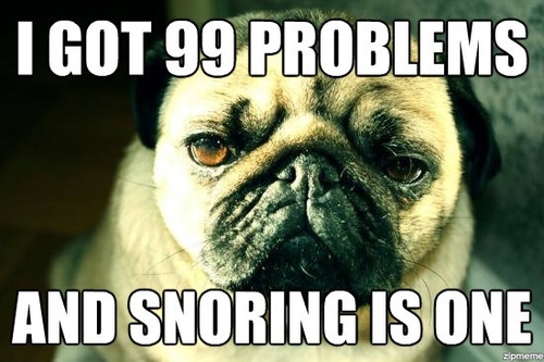 meme, dog, 99 problems, snoring