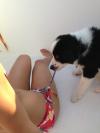dog, bathing suit, string, knot, pull