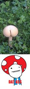 mushroom, dat ass, lol