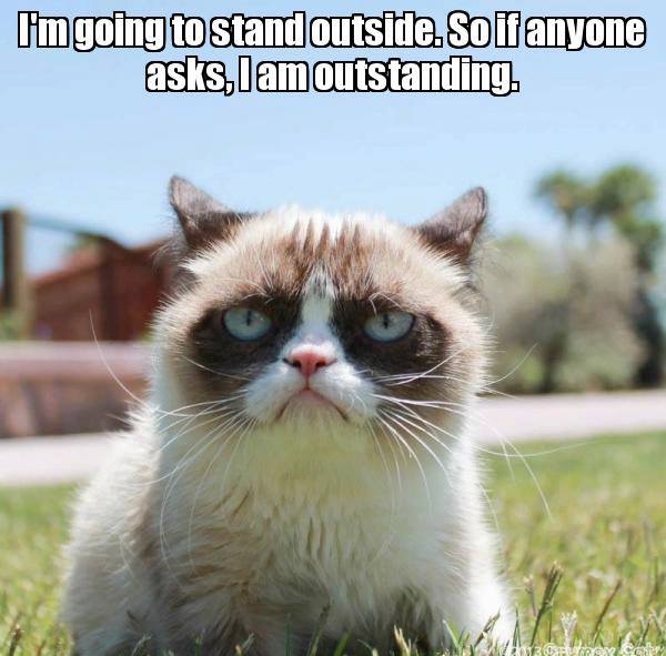 grumpy cat, outstanding, standing outside, wordplay