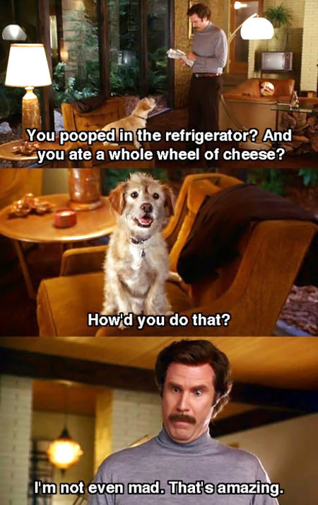 anchorman, will ferrell, dog pooped in fridge and ate a whole wheel of cheese, amazing