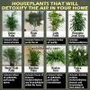dyk, house plants, detoxify air, list, details, names, health