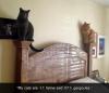 cats, feline, gargoyle, bed posts, lol
