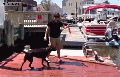 gif, dog, toy, jump into water