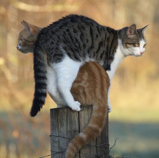 this post is big enough for the both of us, two cats share post