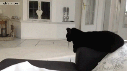 cat gives owner high five