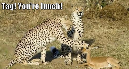 tag, you are lunch, cheetah, antelope