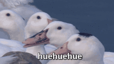 gif, laughing duck