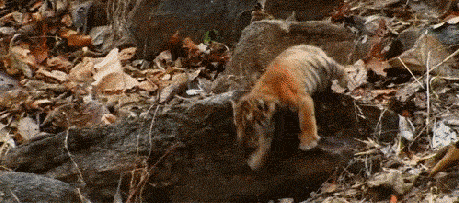 tiger, graceful, fall, faill, gif