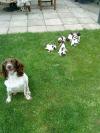 dog, puppies, happy, grass