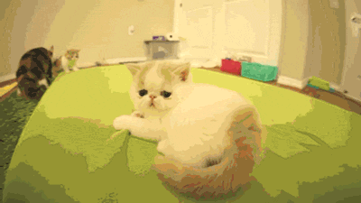gif, kitten, defensive fail, cute