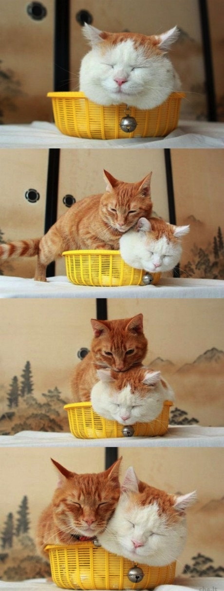 cat, basket, cute, sleep