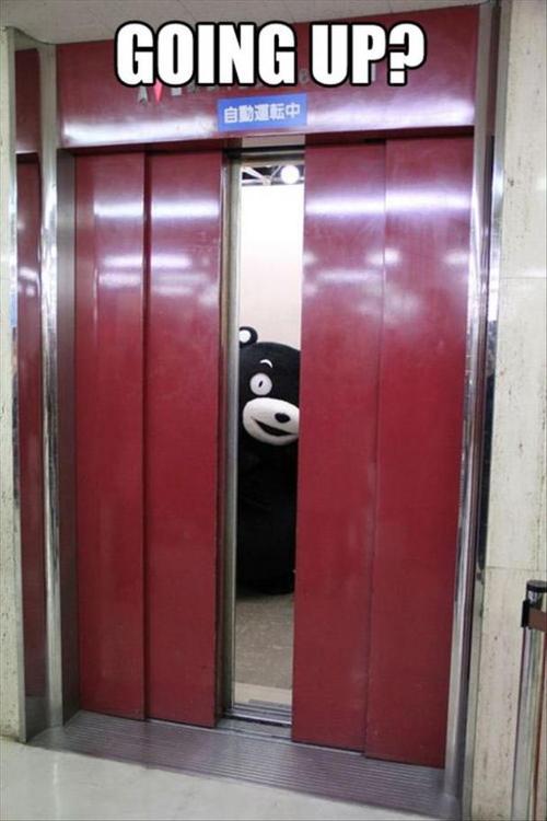 going up, bear, elevator, creepy, wtf
