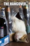 the hangover, cat sleeping in beer case, meme