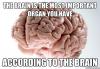 scumbag brain, meme, most important organ, bias