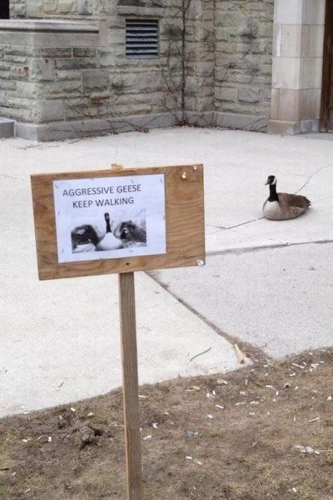 sign, aggressive geese, lol