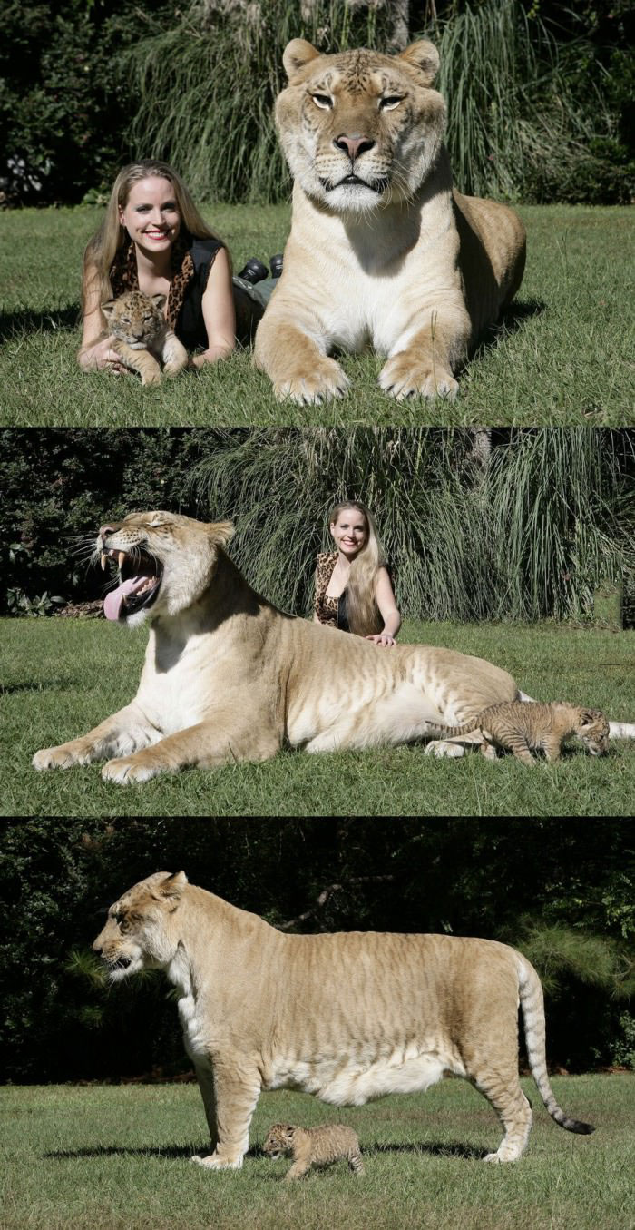 lion, tiger, huge, big, animal