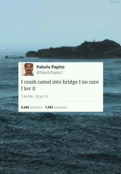 twitter, pakulu papito, wtf, crash camel into bridge, i lov it