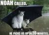 cat, umbrella, noah's ark, 10 minutes, pick up, meme